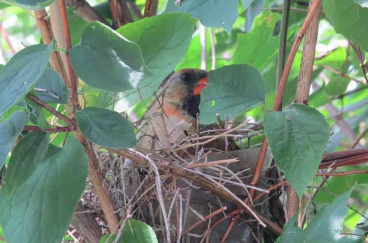 Female cardinal incubating eggs