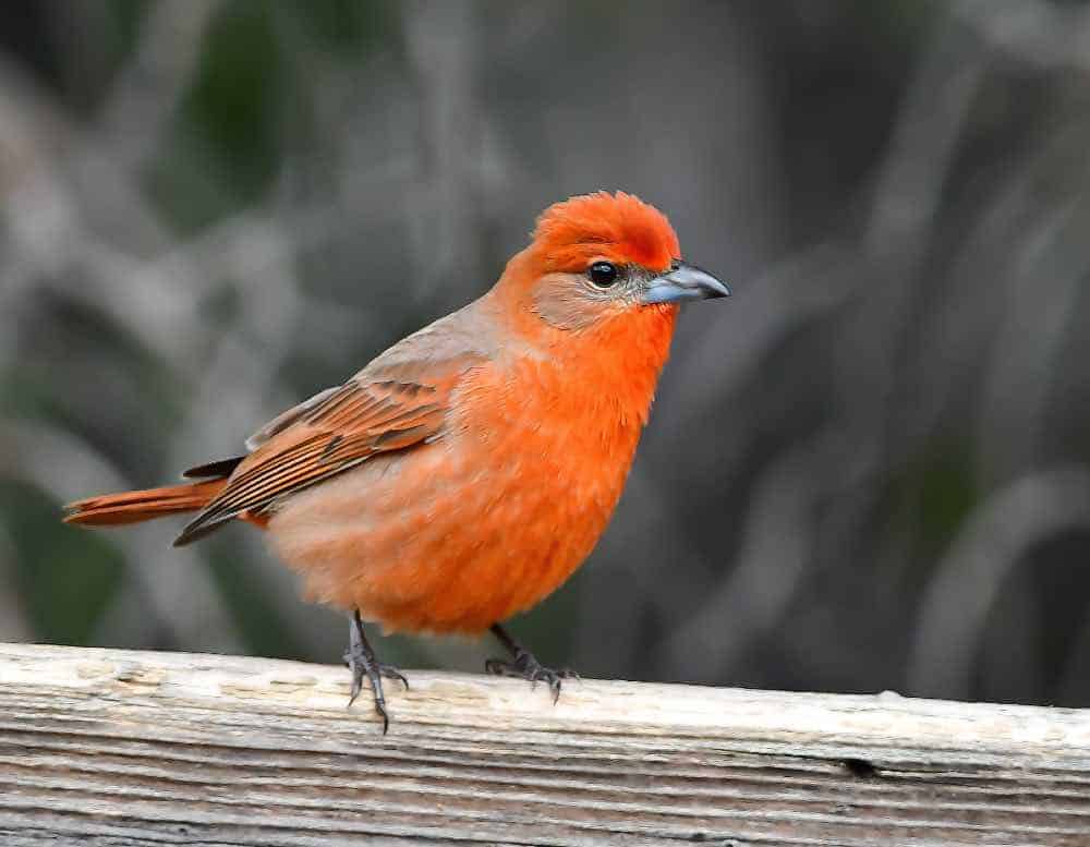 Male hepatic tanager