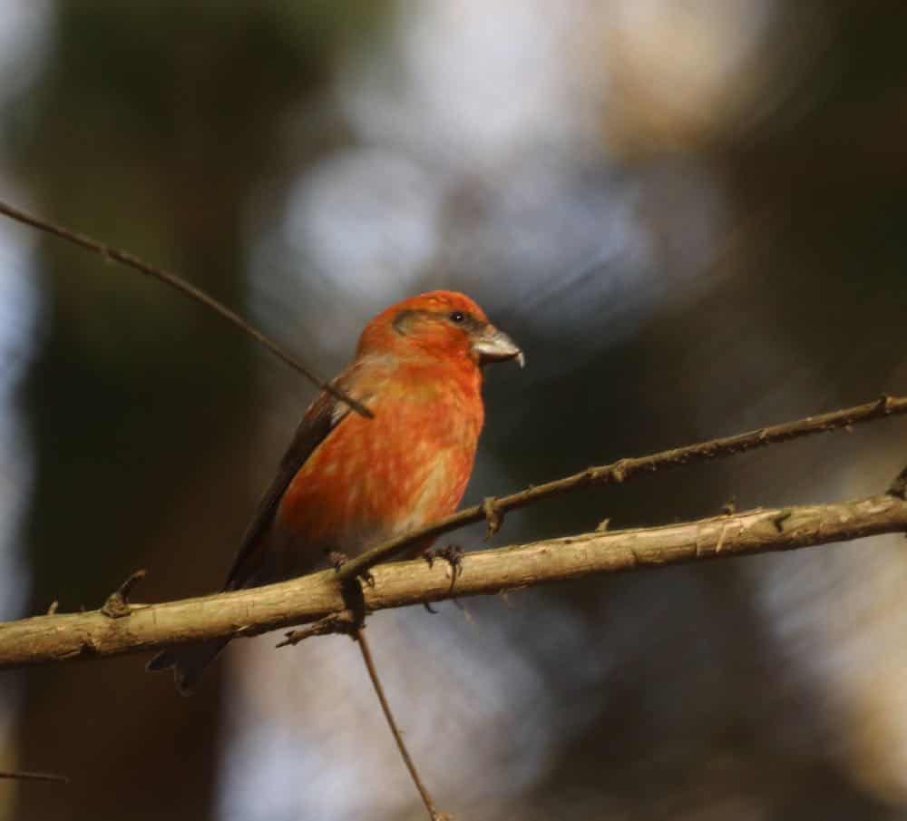 Male red crossbill sitting on a branch