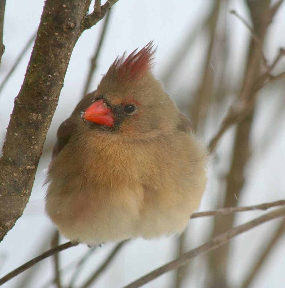 female cardinal fluffing feathers