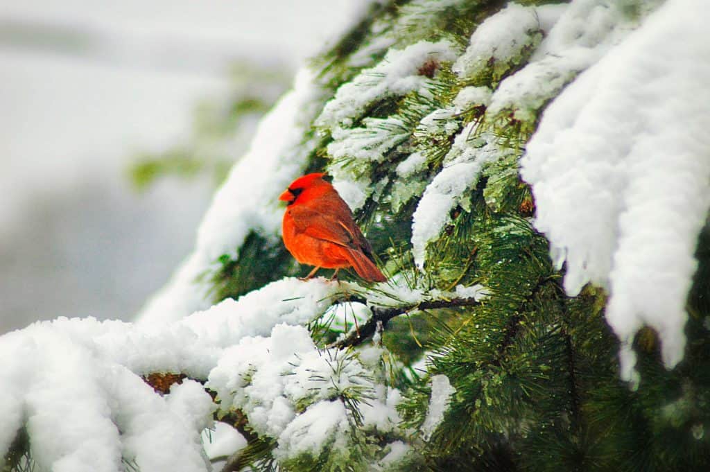 male cardinal seeks shelter in a conifer tree in wintertime to stay warm