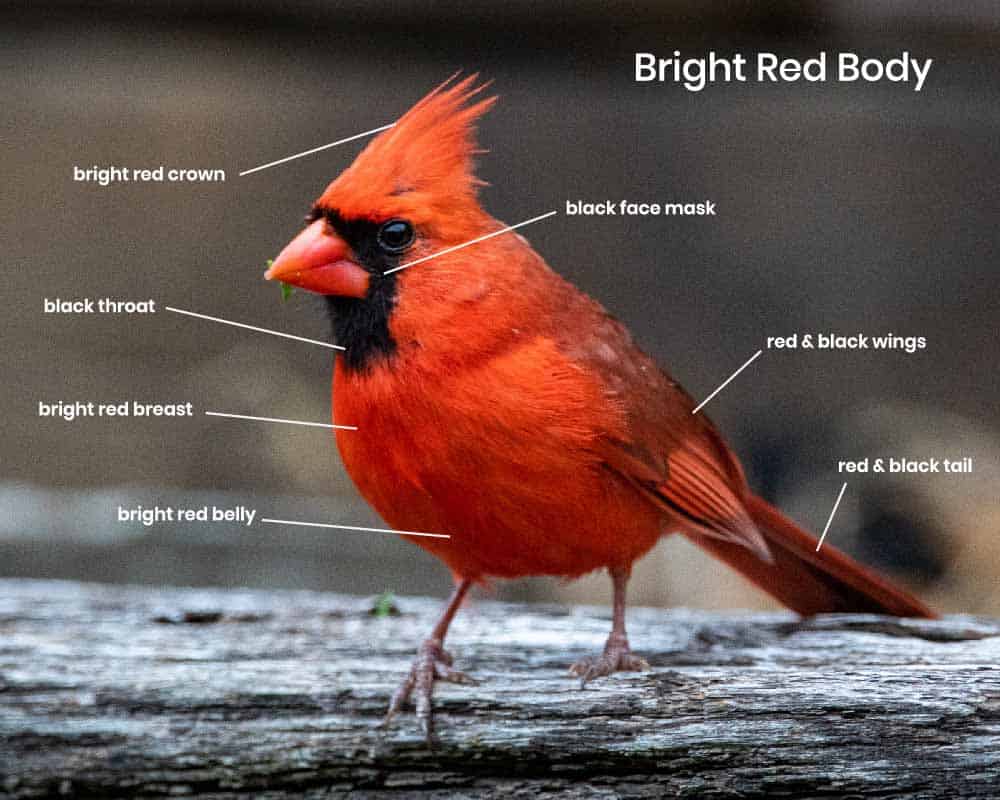 male cardinal colors