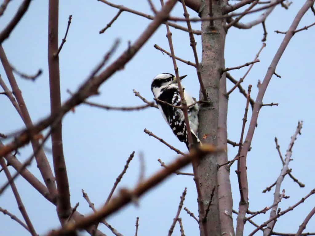 Downy woodpecker.  Photo taken with Canon PowerShot SX70 HS 25'+ away.