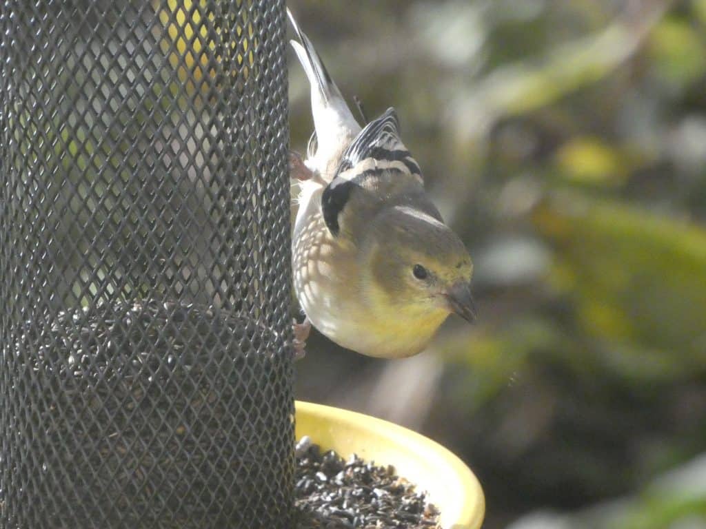 American goldfinch Ohio winter bird