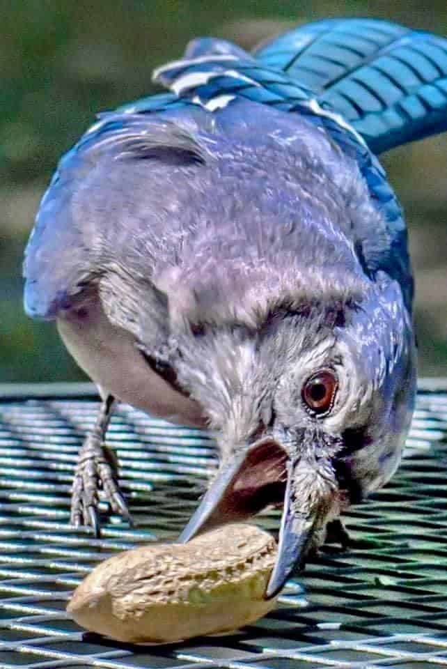 Blue Jay trying to pickup a whole peanut