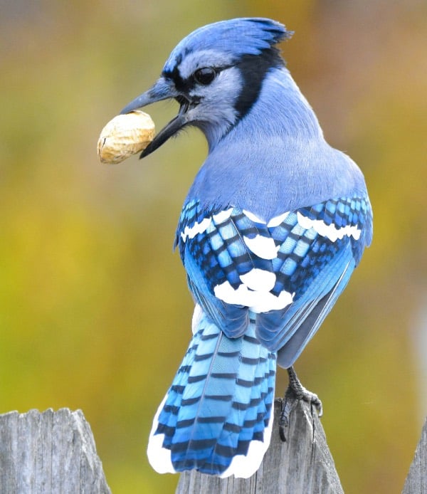 Blue jay eating a whole peanut