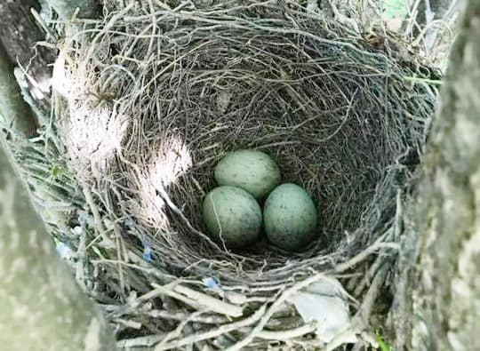 Blue jay nest and eggs