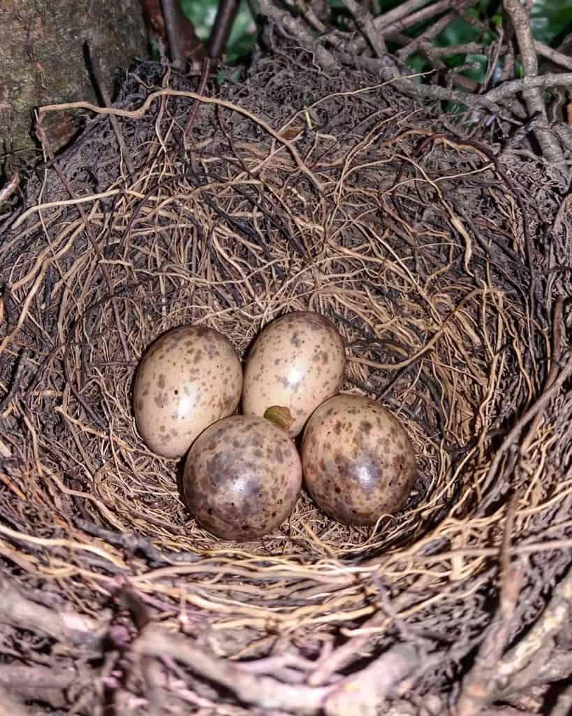 Blue jay eggs brown with specs