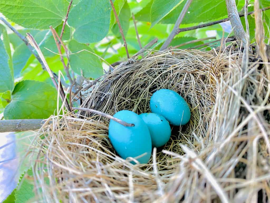 Robin's nest and eggs