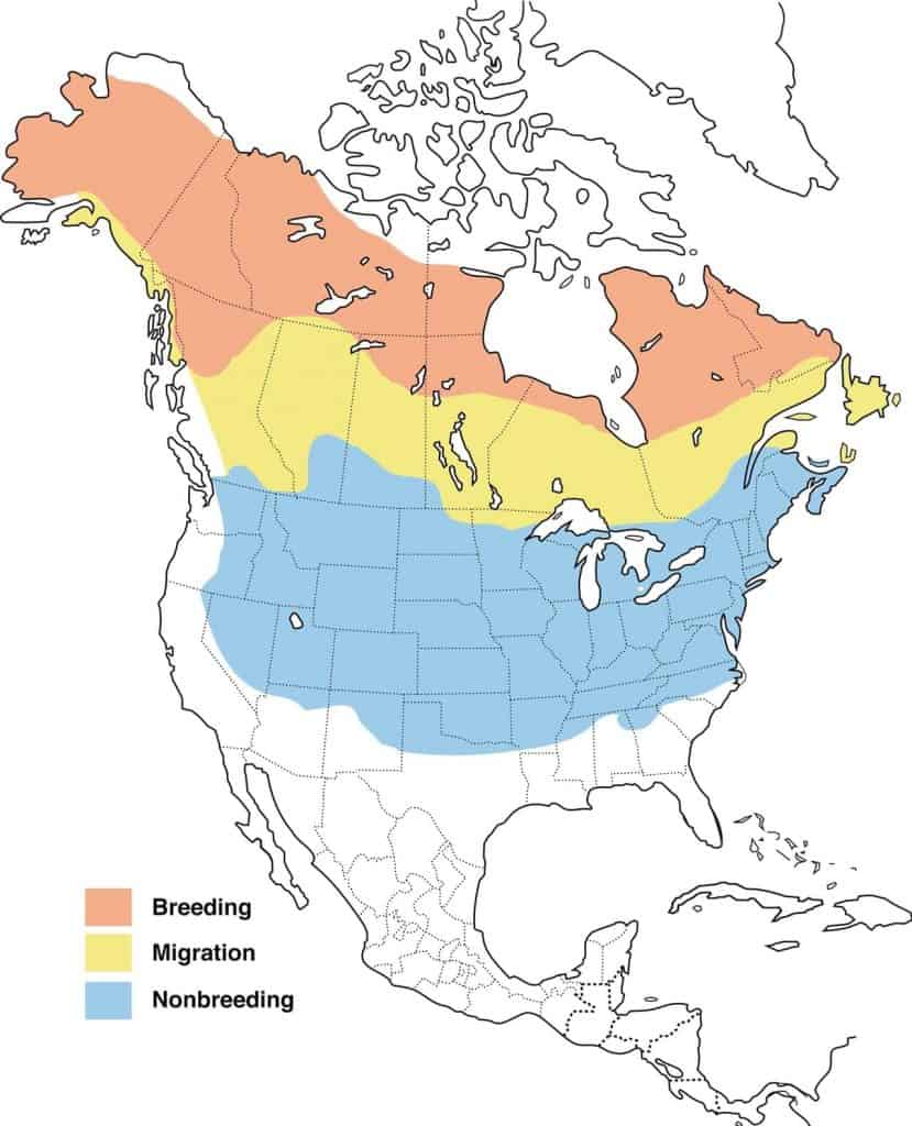 American tree sparrow range map