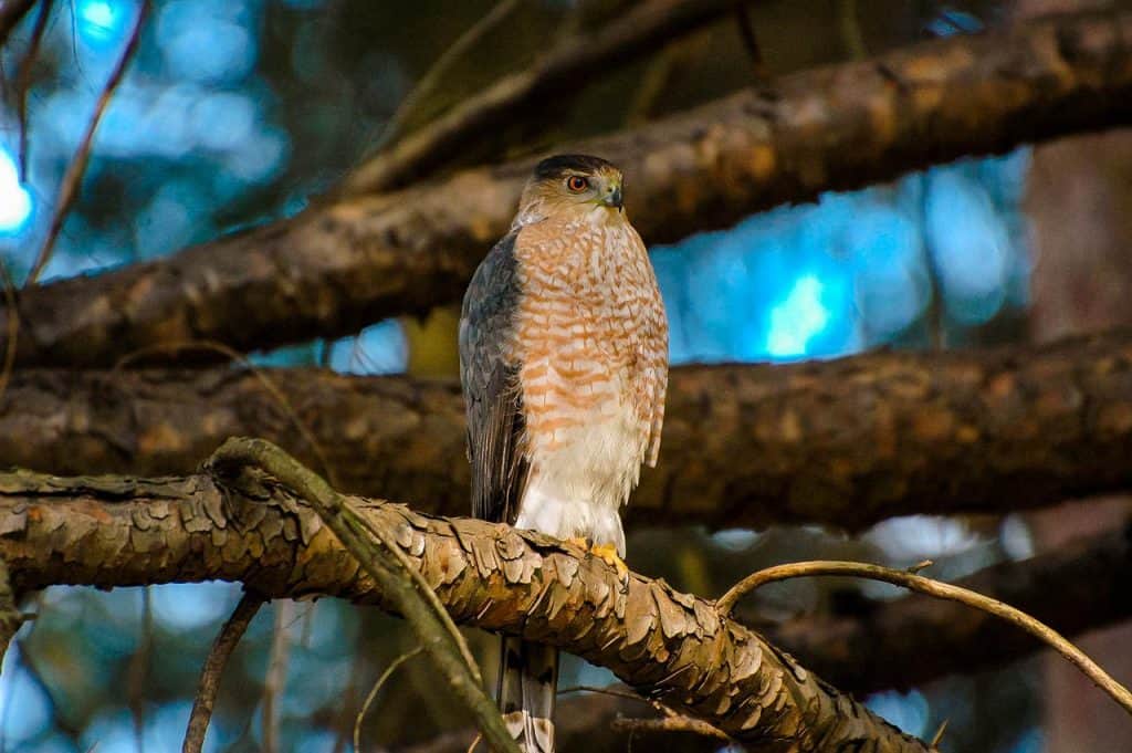Cooper's hawk perched on a tree branch