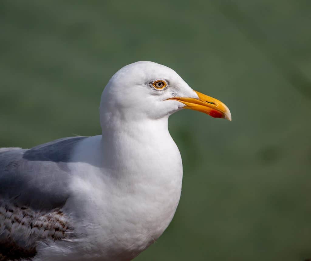 Herring gull