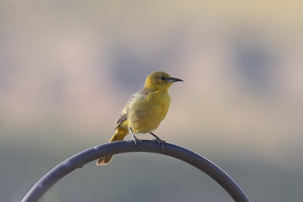 Female hooded oriole perched on a shepherds hook