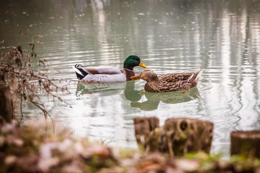 Male and female mallard floating on water together