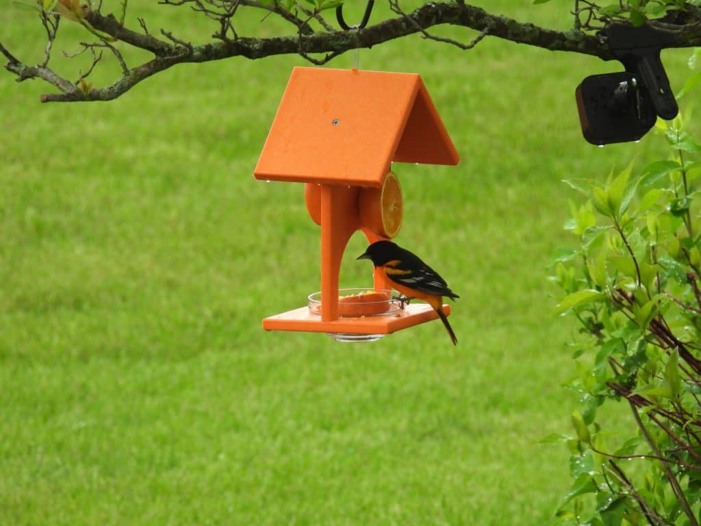 Baltimore oriole eating orange from an oriole feeder