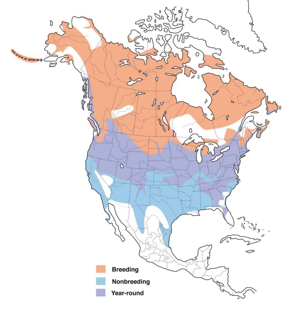 Canada goose range map.