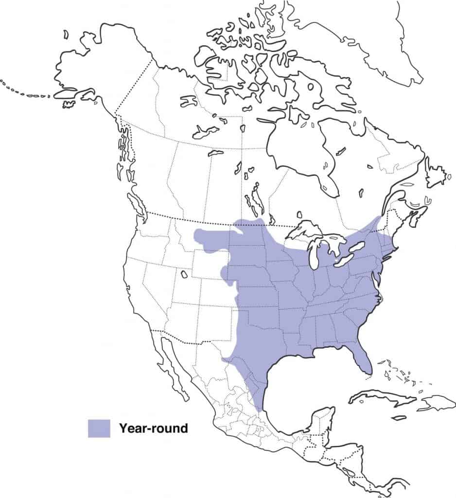 Eastern screech owl range map.