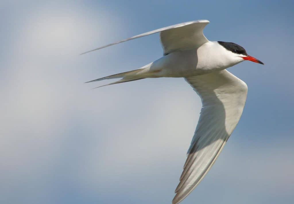 elegant tern flying in the air