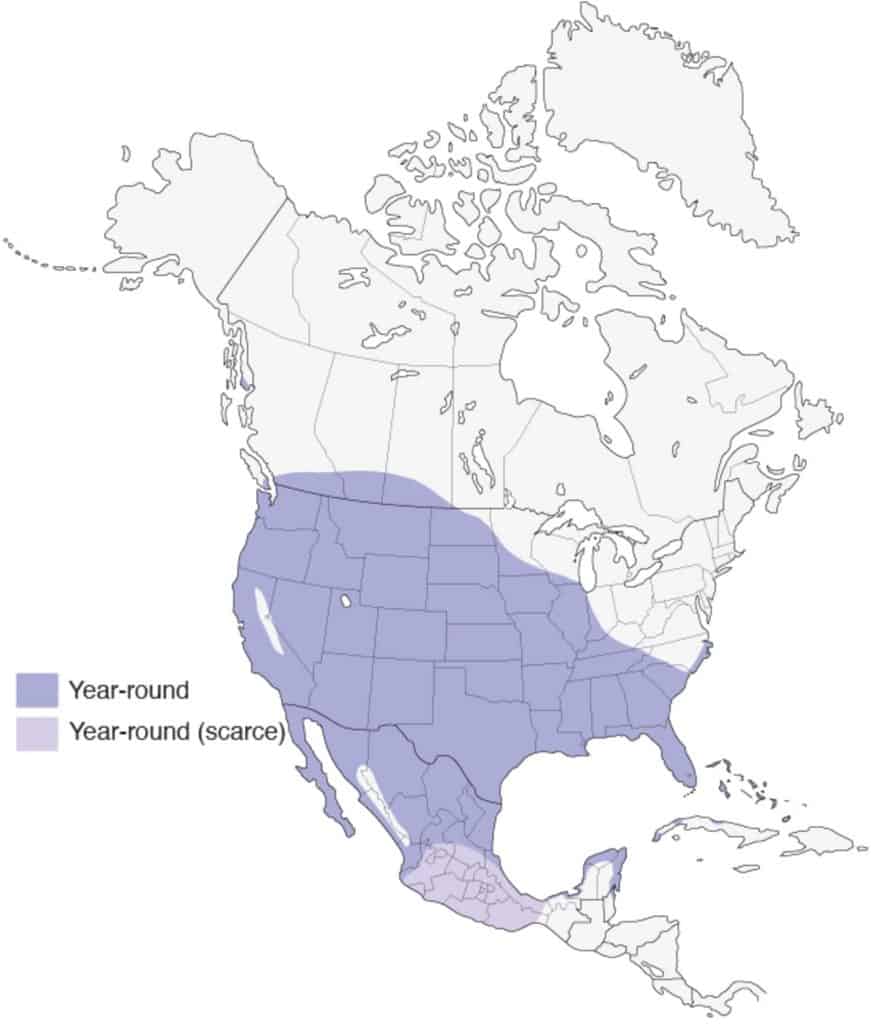 Eurasian collared dove range map.