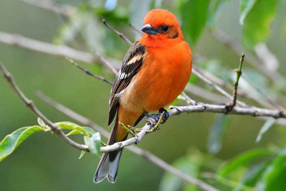 Flame-colored tanager perched on a branch