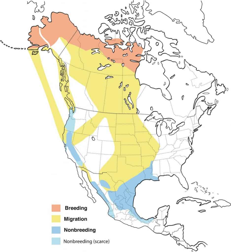 Greater white-fronted goose range map. 