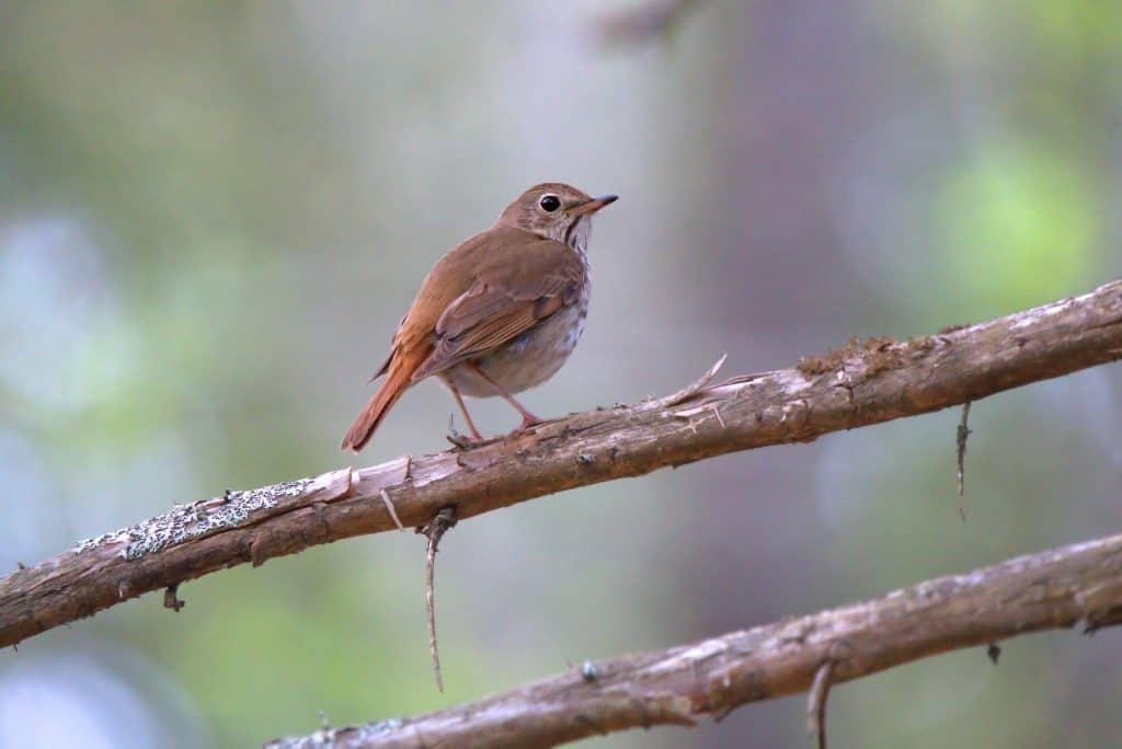 Hermit thrush perched on a branch