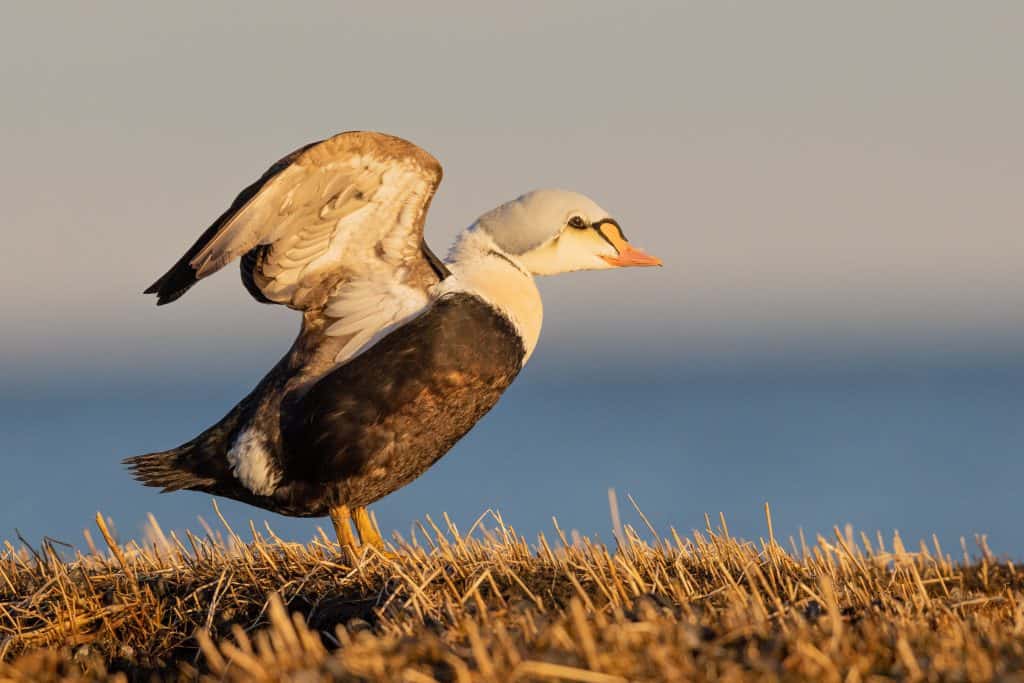 King eider walking along the beach with wings outstretched