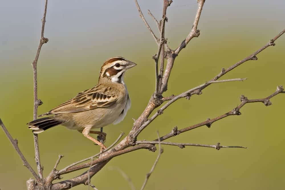 Lark sparrow perched on a branch
