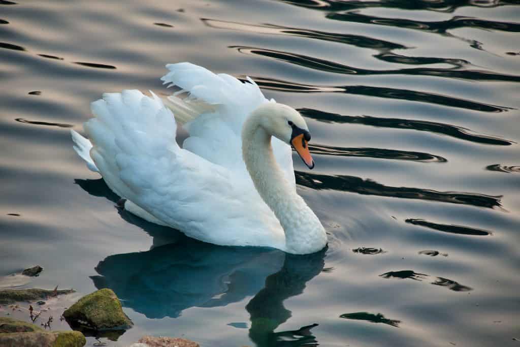 mute swan swimming in lake