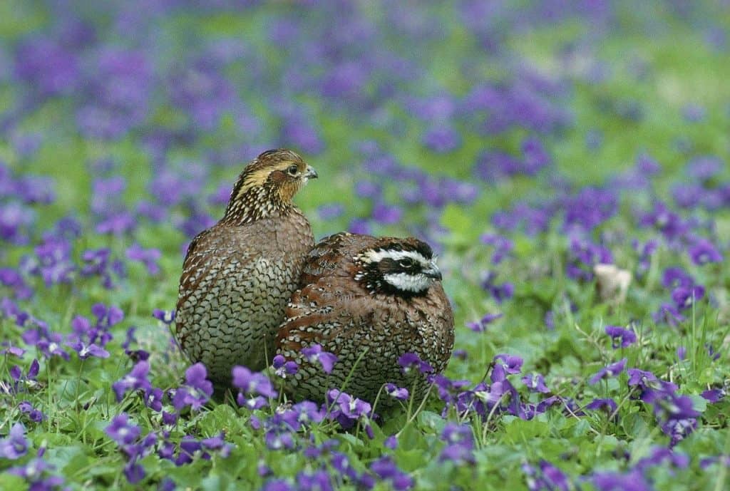 Male and female northern bobsites sitting amidst purple flowers