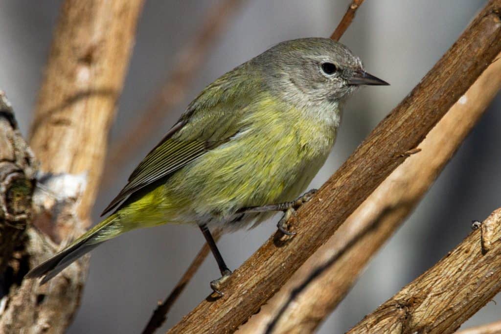 Orange crowned warbler perched on a branch