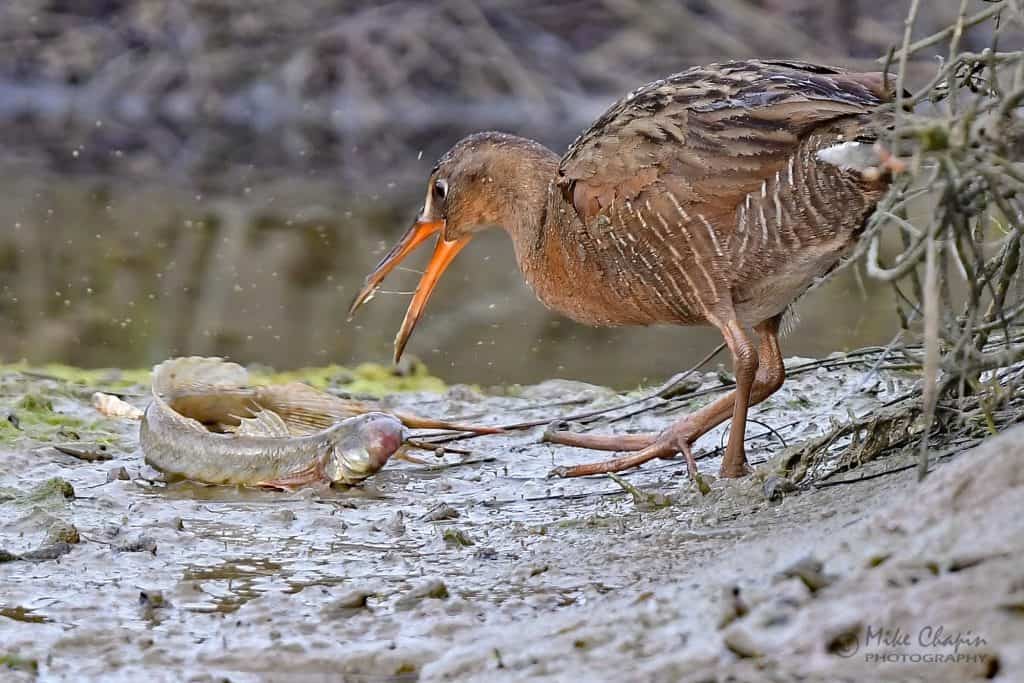 Ridgway's rail eating a fish on the shore