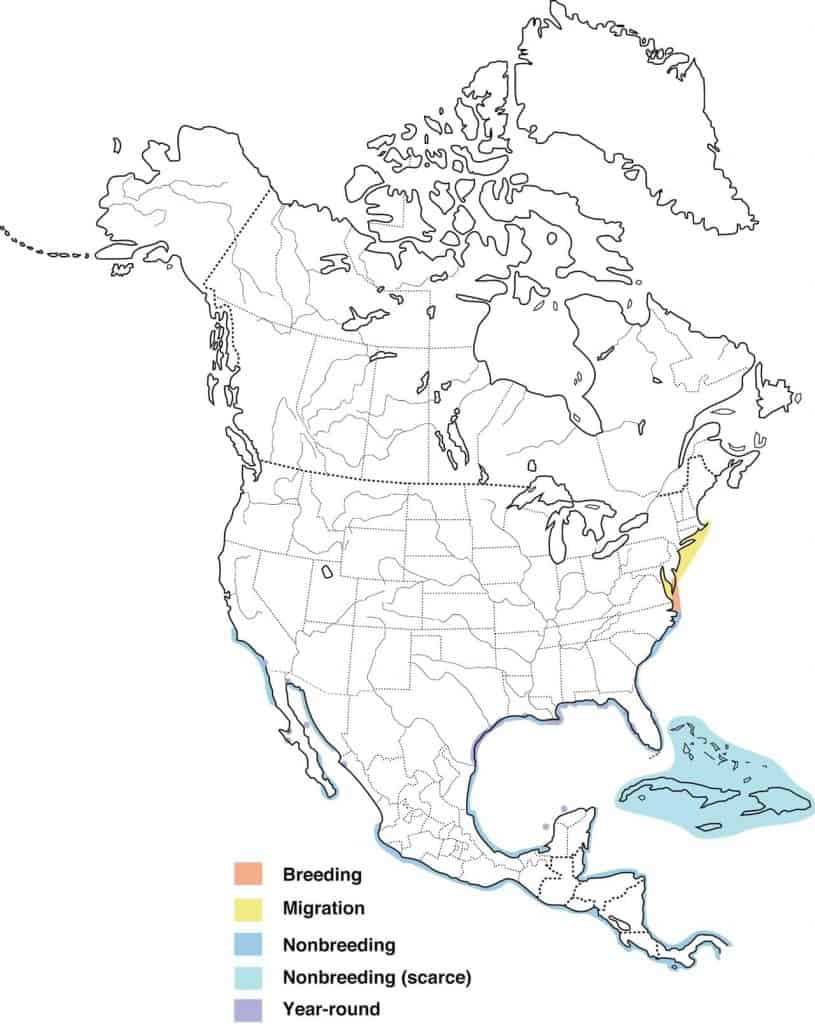 Royal tern range map. 