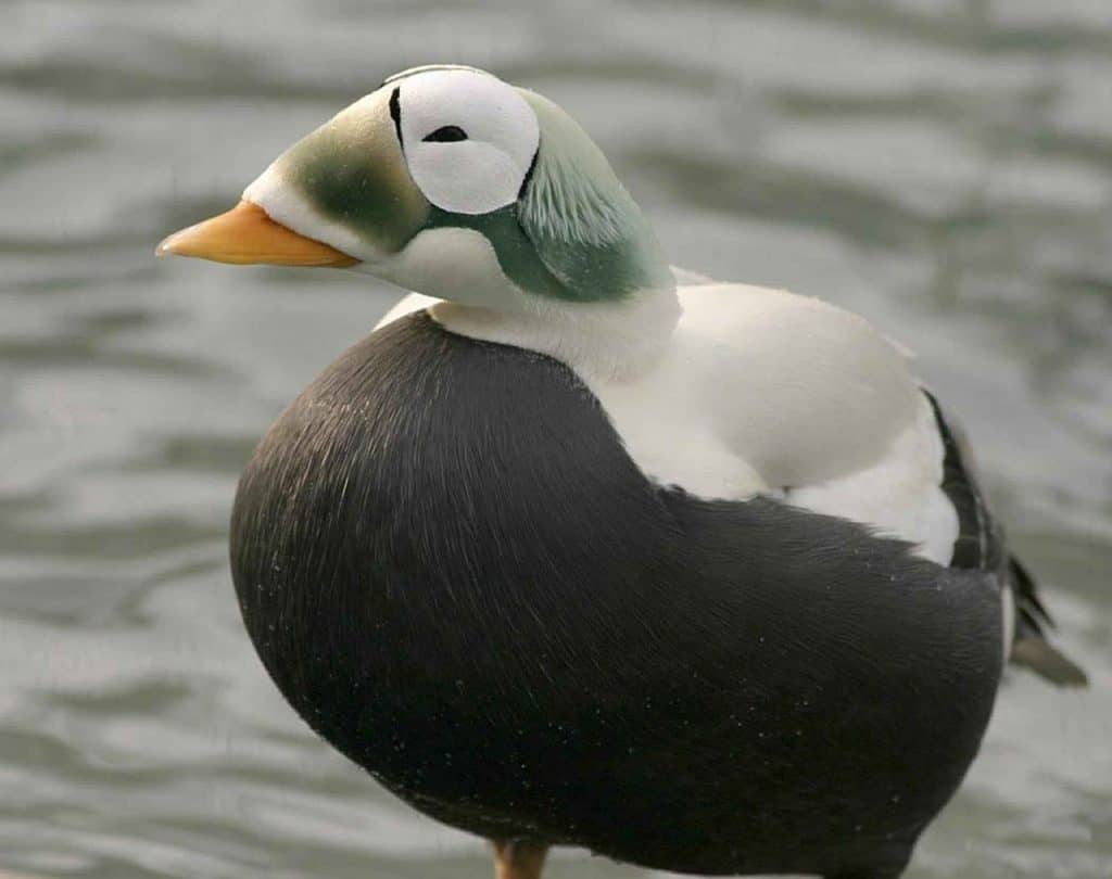 Spectacled eider standing beside water