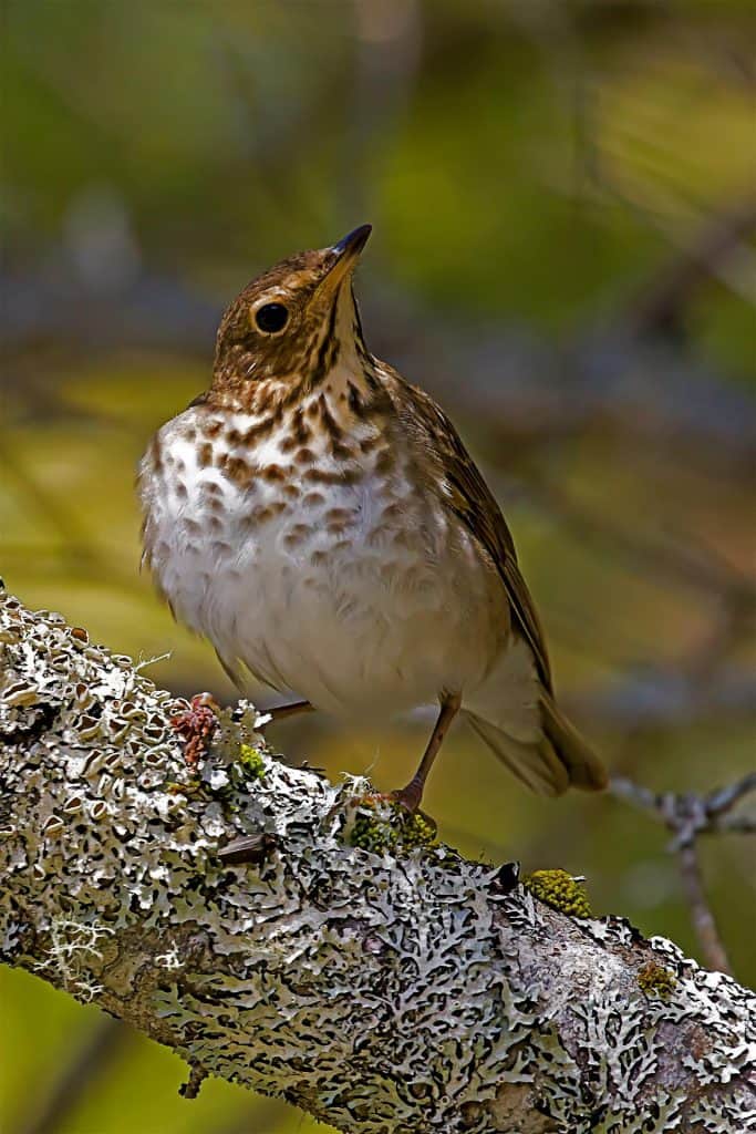 Swainson's thrush perched on a branch