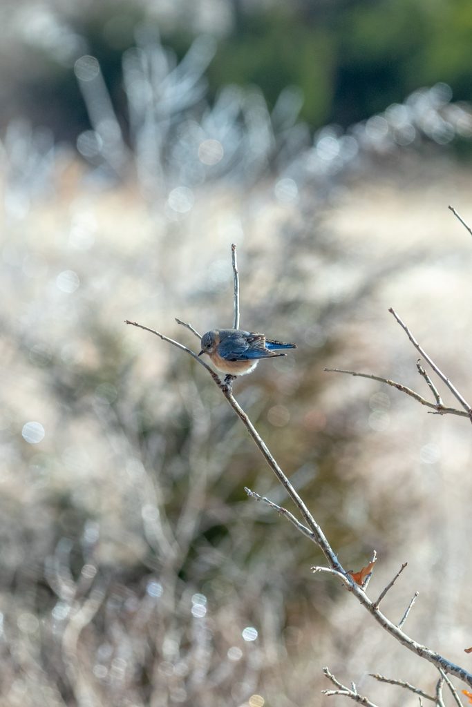Eastern bluebird in winter.