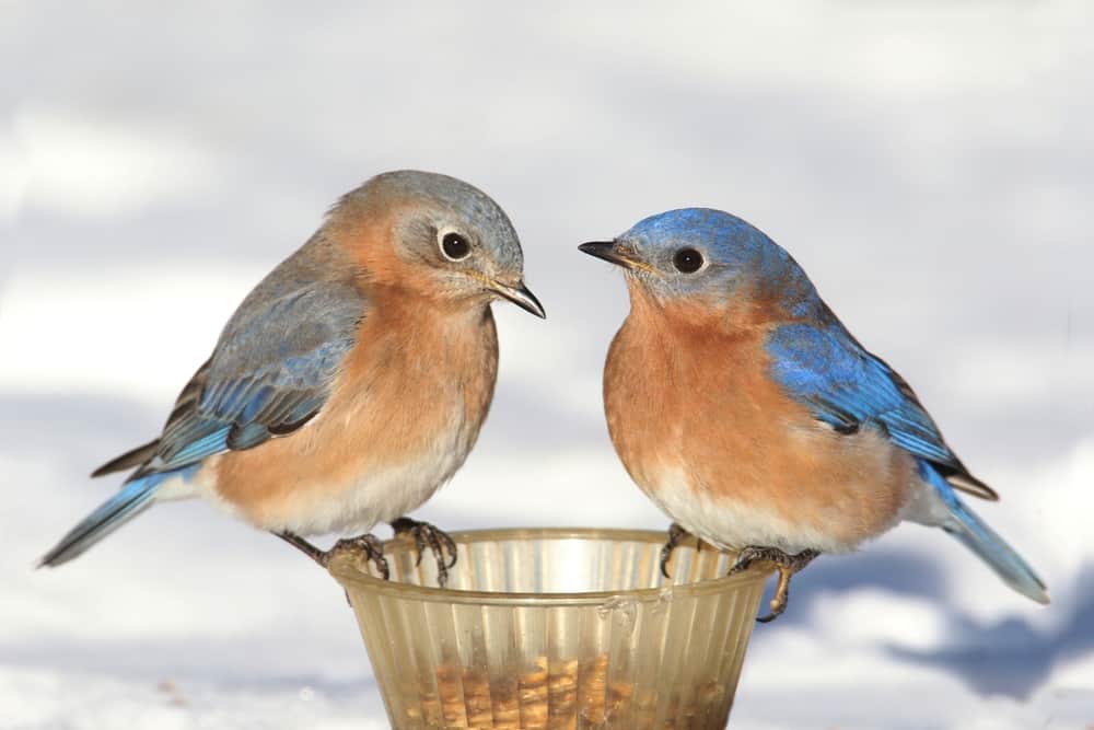 Pair of eastern bluebirds snacking on mealworms  in winter.