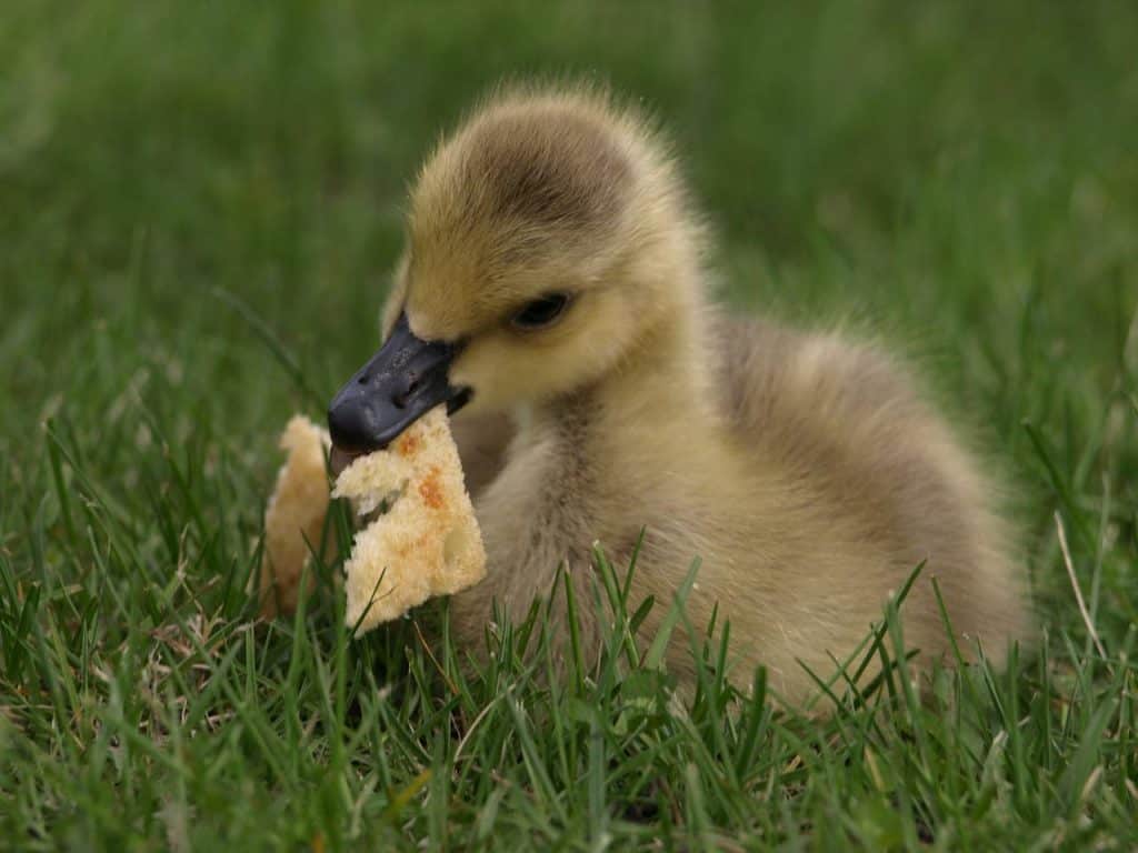 a Duckling snacking on bread.