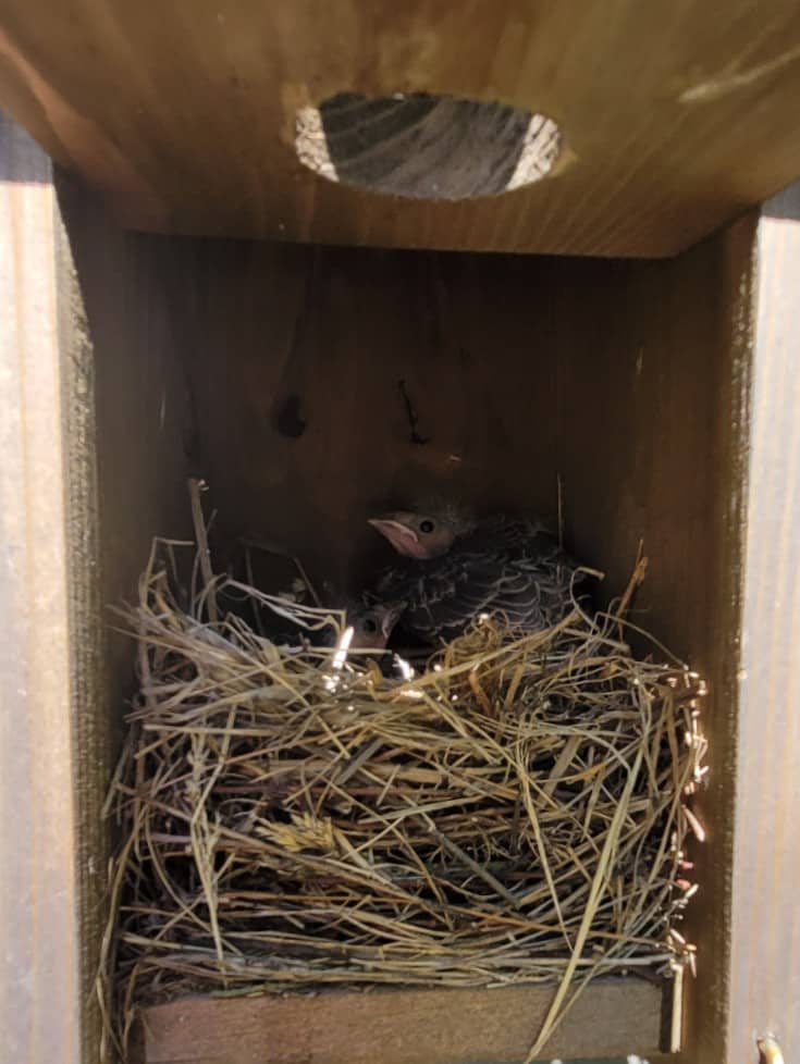 sideview of eastern bluebird nest inside a nesting box + 2 nestlings