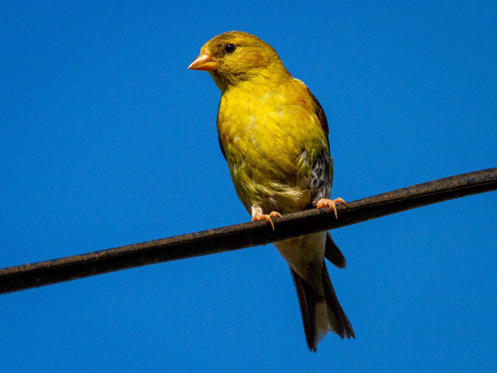 American goldfinch exploring food sources from the view on a power line.