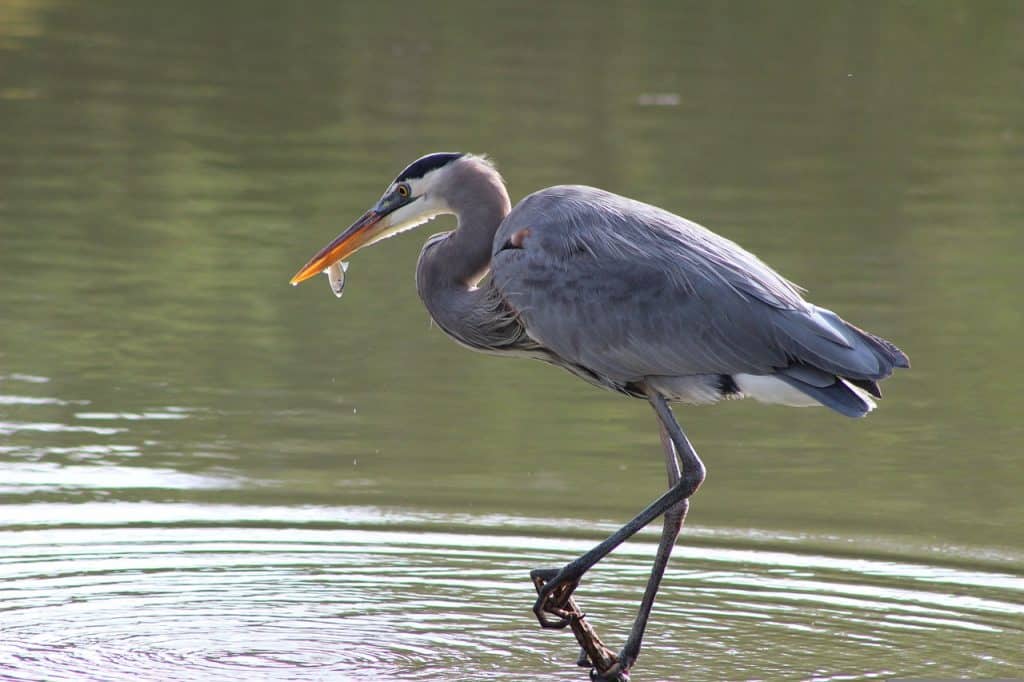 great blue heron wading in water