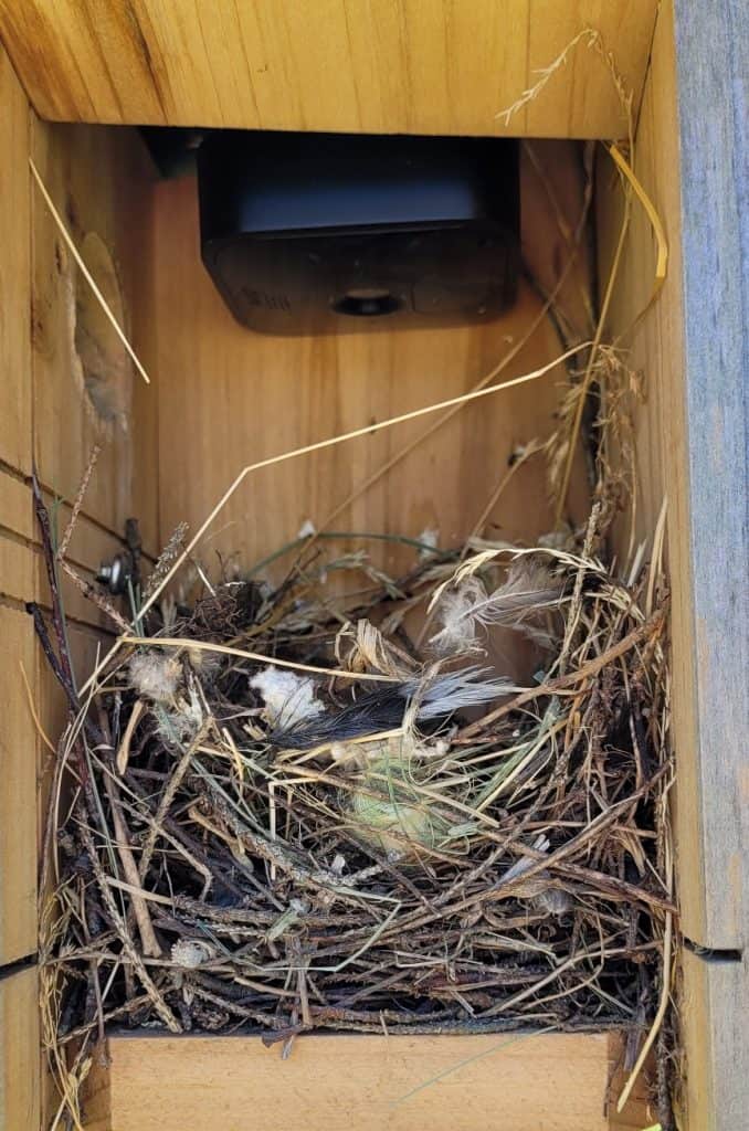 side view of a house sparrow nest inside a nesting box