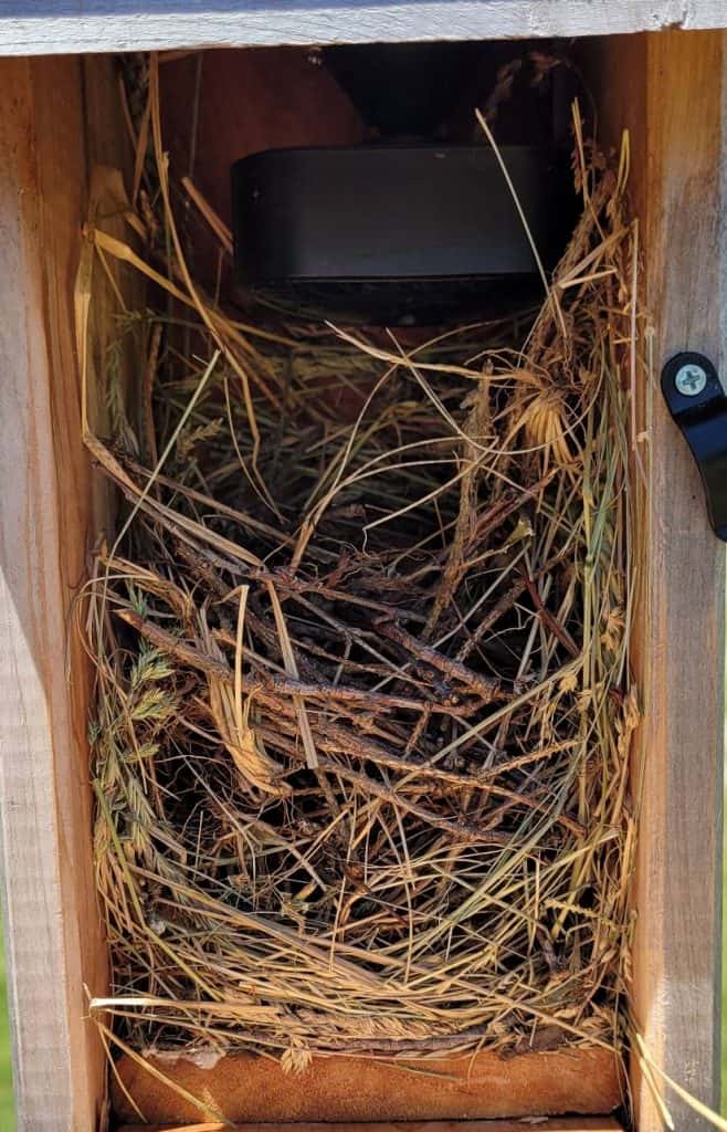 side view of a house wren nest inside a nesting box