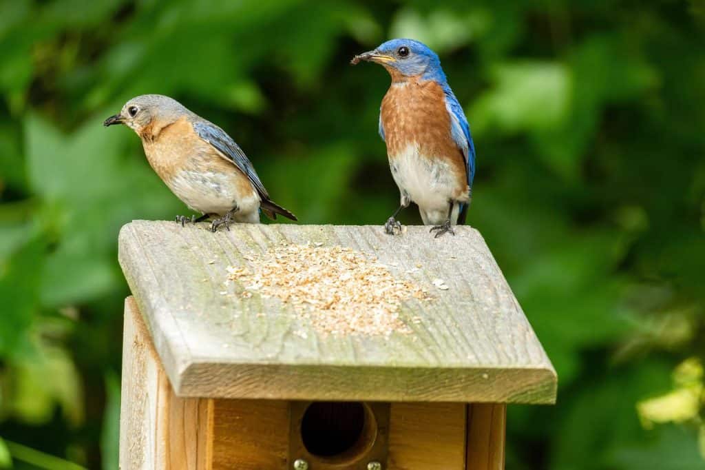 Male and female eastern bluebird pair perched on top of a nesting box