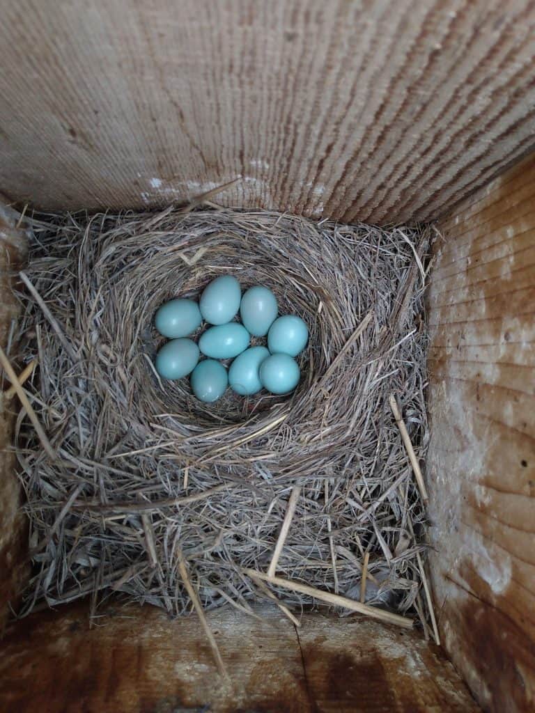 mountain bluebird nest and eggs inside a nesting box