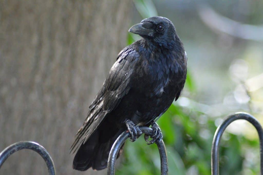 raven spiritual meaning