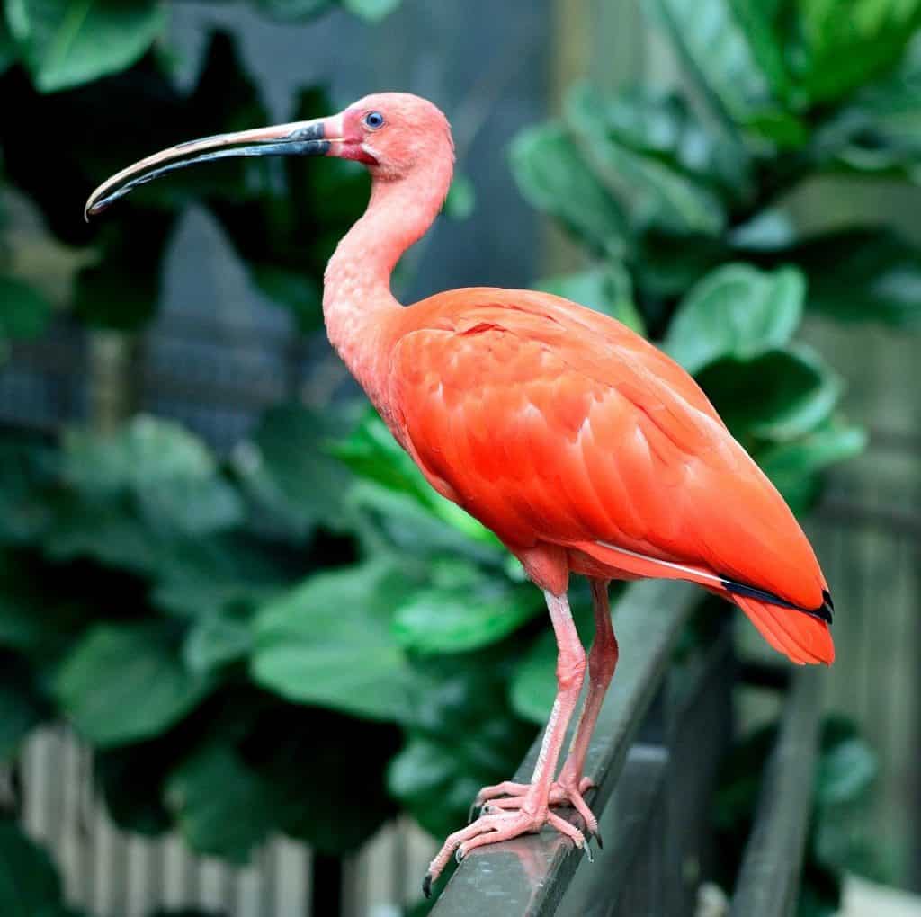 Scarlet ibis on a branch