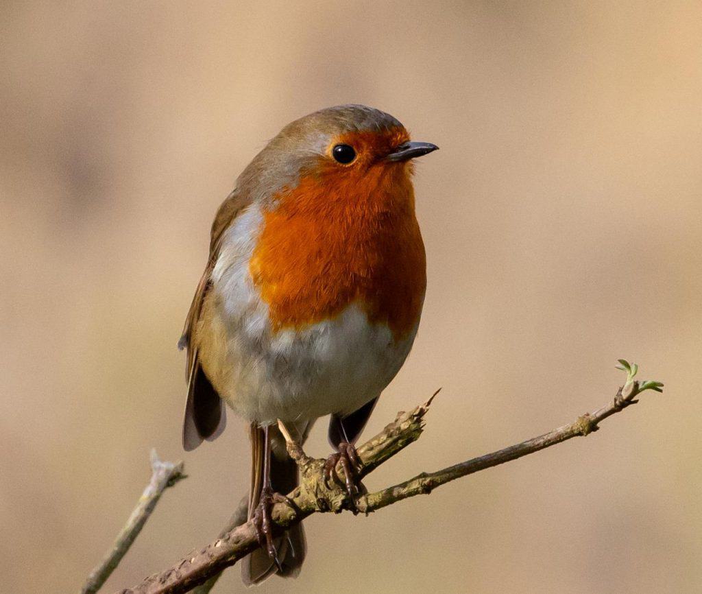 European robin perched on a branch