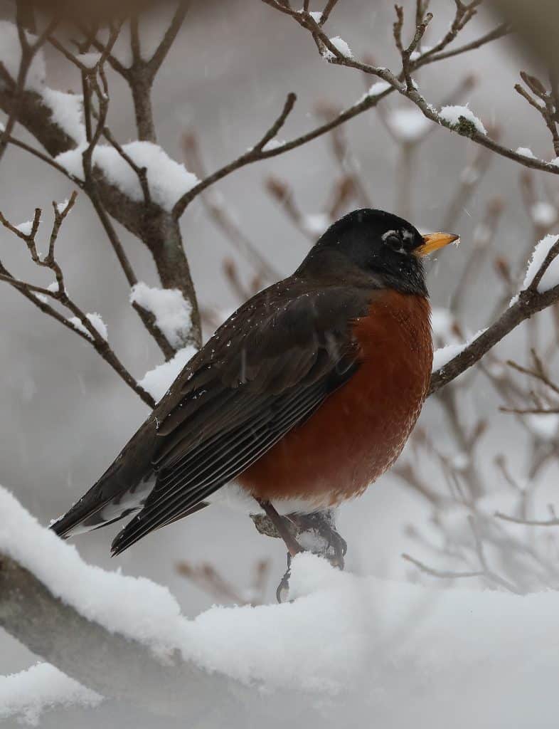 robin in winter perched on snowy branch