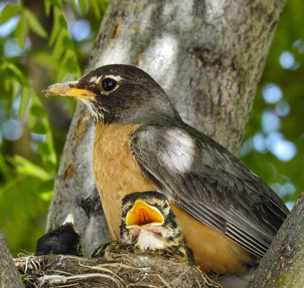 Robin with babies in nest.